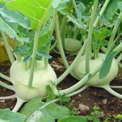 Doğal Yeşil Kohlrabi(Alabaş) Tohumu (20 Tohum)