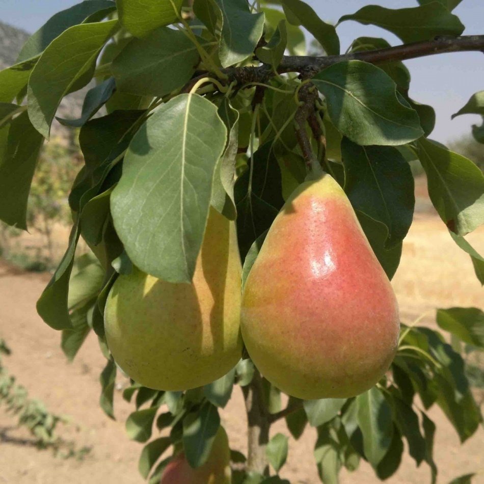 Tüplü Yarı Bodur Erkenci Etruşka Armut Fidanı