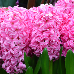 Pink Surprise Süpris Sümbül Soğanı (3 adet)