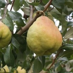 Tüplü Yarı Bodur İri Meyveli Deveci Armut Fidanı