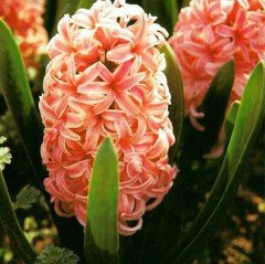Apricot Passion (Kayısı Rengi) Yoğun Kokulu Sümbül Soğanı (3 adet)