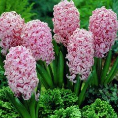 Anne Marie Pink Sümbül Soğanı (3 adet)