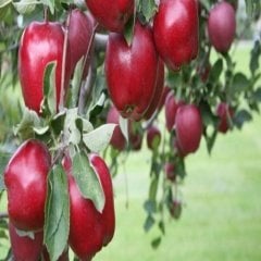 Tüplü Yarı Bodur Erkenci Red One Elma Fidanı