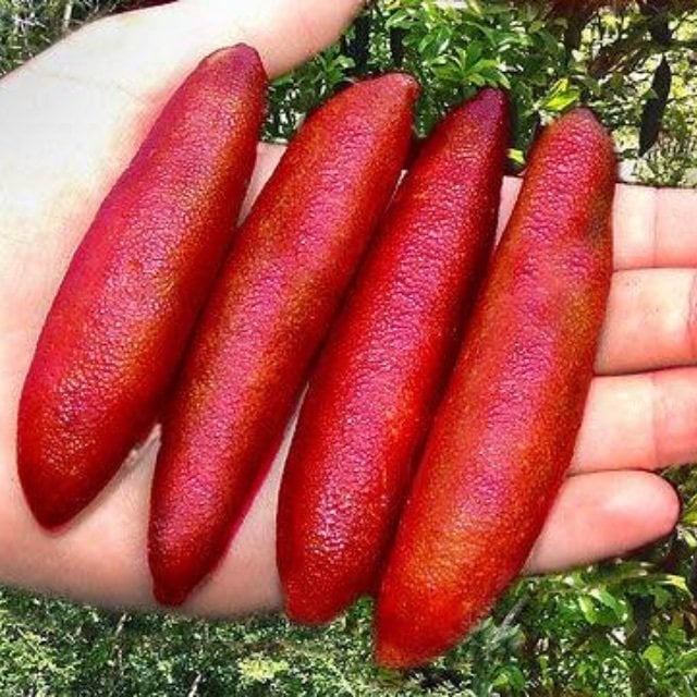 Tüplü Havyar Red Champagne Finger Lime Fidanı(Meyve Verme Yaşında)