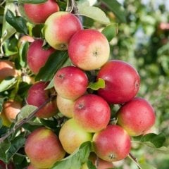 Tüplü Yarı Bodur Amasya Misket Elma Fidanı