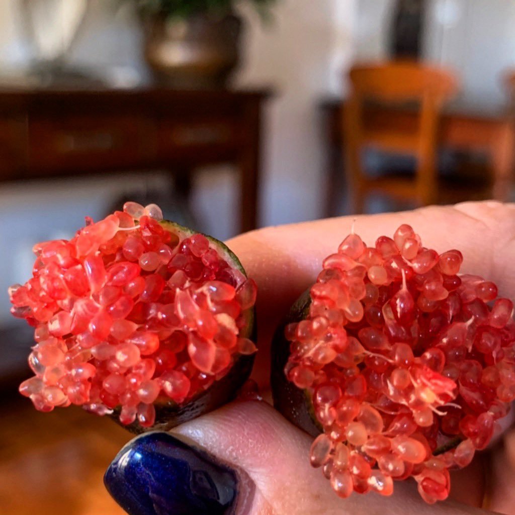 Tüplü Havyar Sunrise Finger Lime Fidanı (Meyve Verme Yaşında)