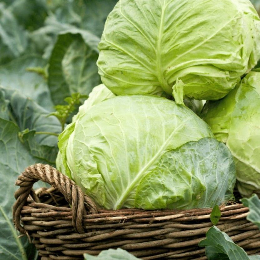 Ata Tohumları Dolmalık  Sarmalık Yalova Beyaz Lahana Tohumu (100 tohum)