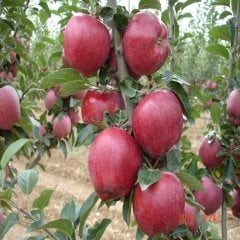 Tüplü Yarı Bodur Scarlet Spur Elma Fidanı