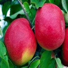 Tüplü Yarı Bodur Yüksek Verimli Fuji Elma Fidanı