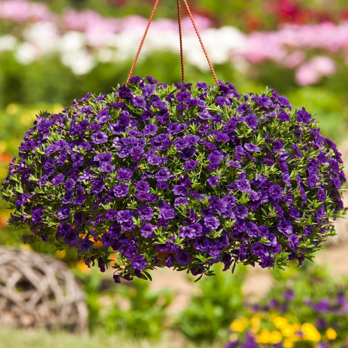 Calita Double Blue Calibrochoa Çiçeği Fidesi(2 adet)