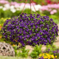 Calita Double Blue Calibrochoa Çiçeği Fidesi(2 adet)