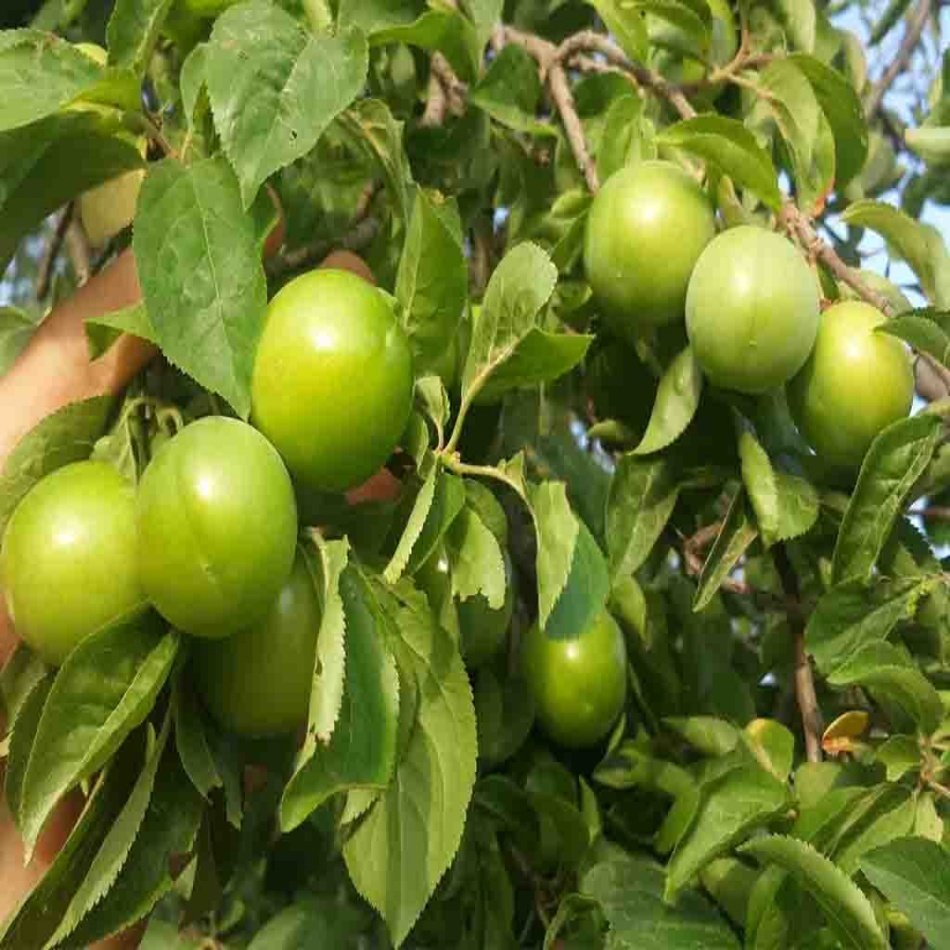 Tüplü Yarı Bodur Verimli Papaz Erik Fidanı