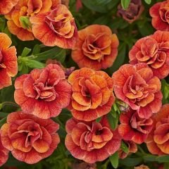 Calita Double Orange Katmerli Calibrochoa Çiçeği Fidesi(2 adet)