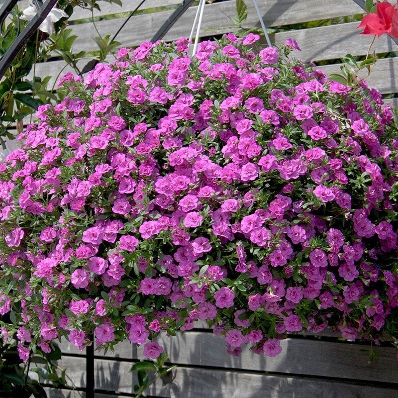 Calita Double Pink Katmerli Calibrochoa Çiçeği Fidesi(2 adet)