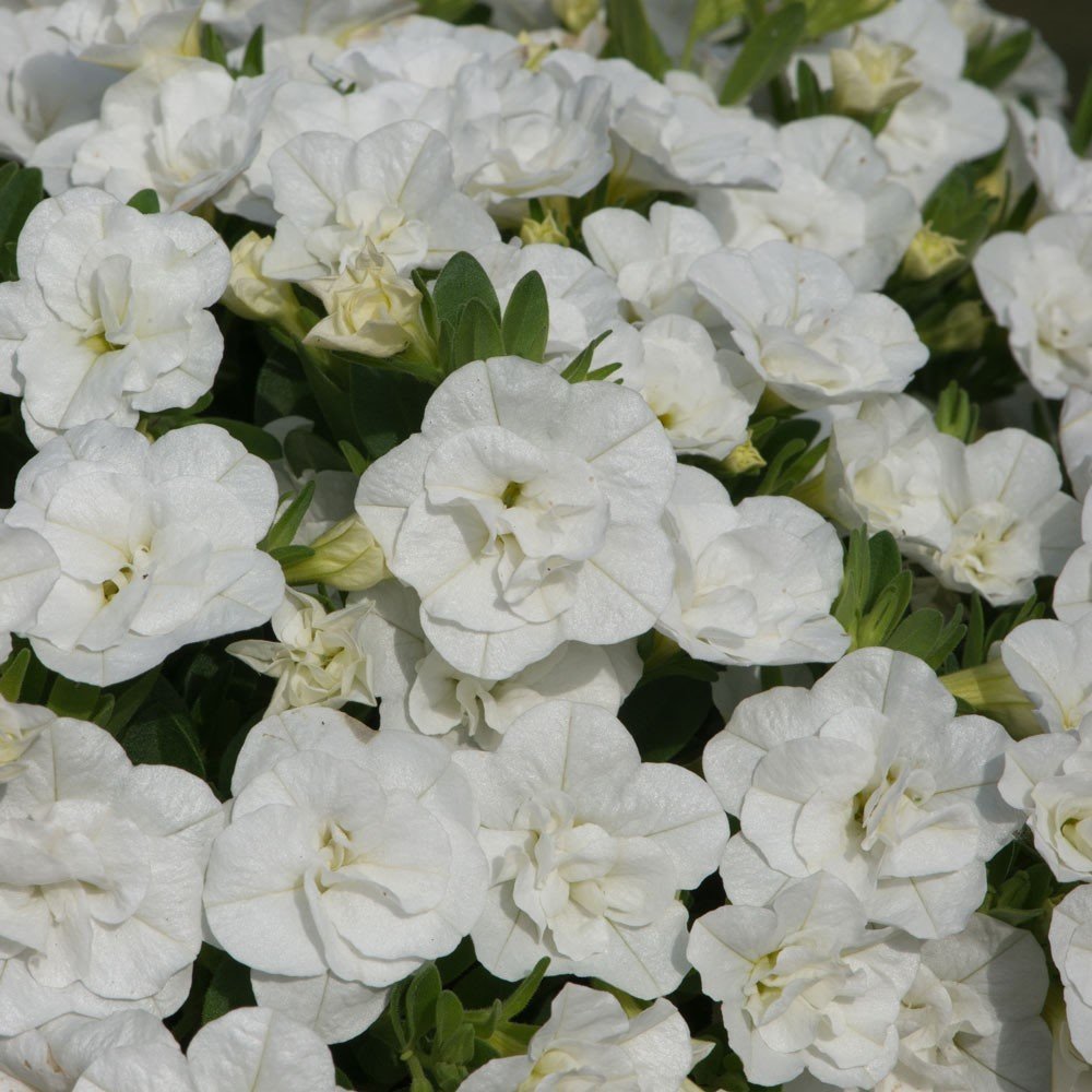 Calita Double Snow Katmerli Calibrochoa Çiçeği Fidesi(2 adet)