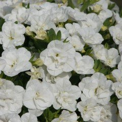 Calita Double Snow Katmerli Calibrochoa Çiçeği Fidesi(2 adet)