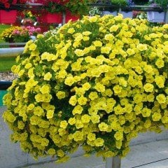 Calita Double Sun Katmerli Calibrochoa Çiçeği Fidesi(2 adet)