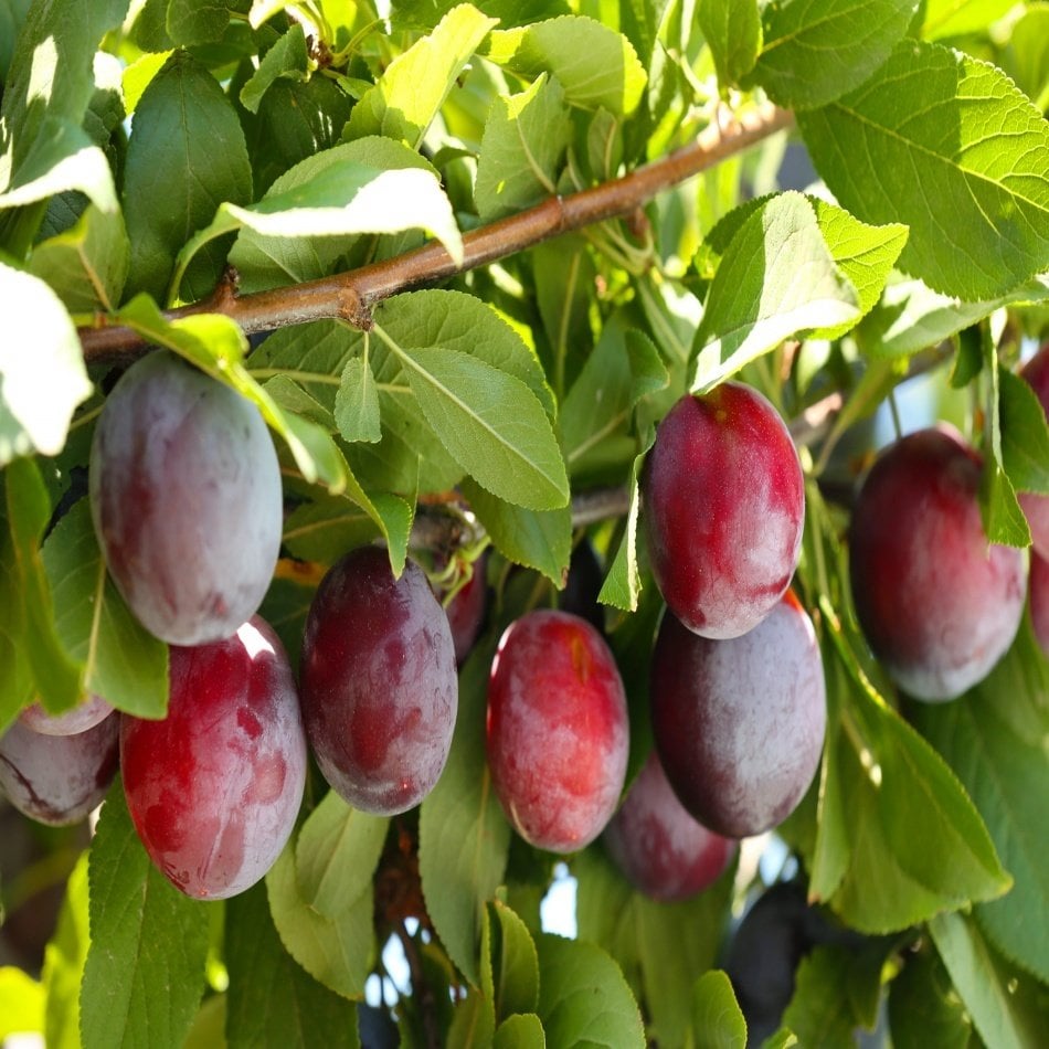 Tüplü Yarı Bodur Santa Rosa Erik Fidanı