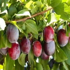 Tüplü Yarı Bodur Santa Rosa Erik Fidanı