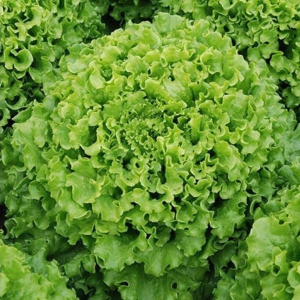 Geleneksel Ata Tohumları İvanka Yeşil Kıvırcık Marul Tohumu(800 tohum)