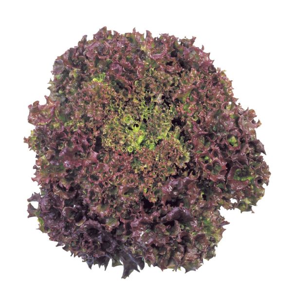 Kırmızı Yapraklı Kıvırcık Marul (1 gram)