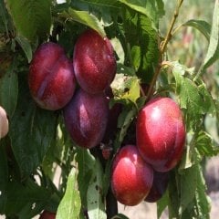Tüplü Yarı Bodur Fortune Erik Fidanı