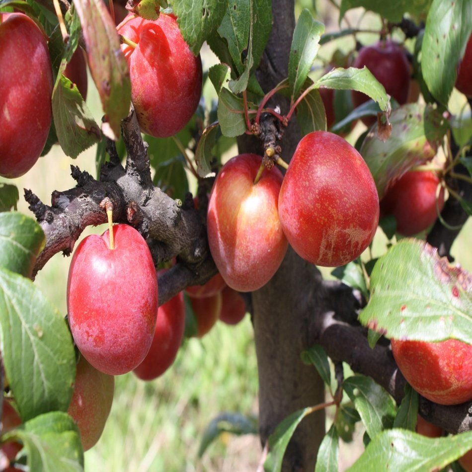 Tüplü Yarı Bodur Pembe Autumn Erik Fidanı