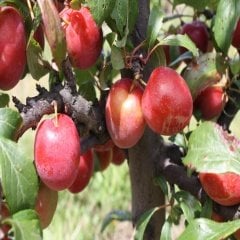 Tüplü Yarı Bodur Pembe Autumn Erik Fidanı