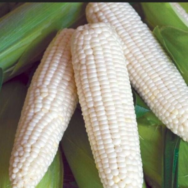 Ata Tohumları Geleneksel Glacial White Beyaz Süt Mısırı Tohumu(5 tohum)