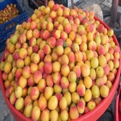 Tüplü Yarı Bodur Tatlı Ziraat Şekerpare Kayısı Fidanı
