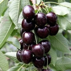Tüplü Yarı Bodur Koyu Kırmızı Kordia Kiraz Fidanı