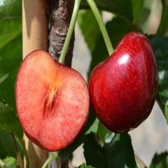 Tüplü Yarı Bodur Kendine Verimli Celeste Kiraz Fidanı