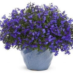 Sıcağa Dayanıklı Yer Örtücü Deep Blue Lobelya Çiçeği Fidesi(2 adet)