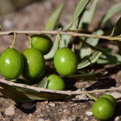Tüplü Çil Topak Tavşan Yüreği Zeytin Fidanı