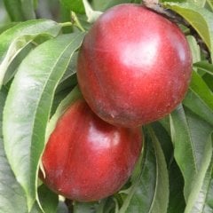 Tüplü Yarı Bodur Jumbo Kırmızı Giant Nektarin Fidanı