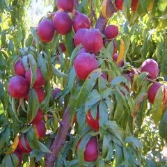 Tüplü Yarı Bodur Verimli Venüs Nektarin Fidanı