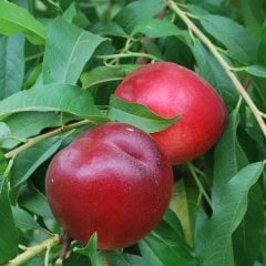 Tüplü Yarı Bodur Kuvvetli Gelişen Caldesi Nektarin Fidanı