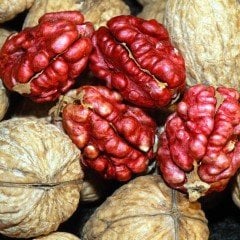 Açık Kök Özel Üretim Kırmızı Ceviz Fidanı (5 Adet)