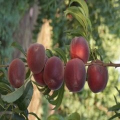 Tüplü Yarı Bodur Raf Ömrü Uzun Vista Rich Şeftali Fidanı