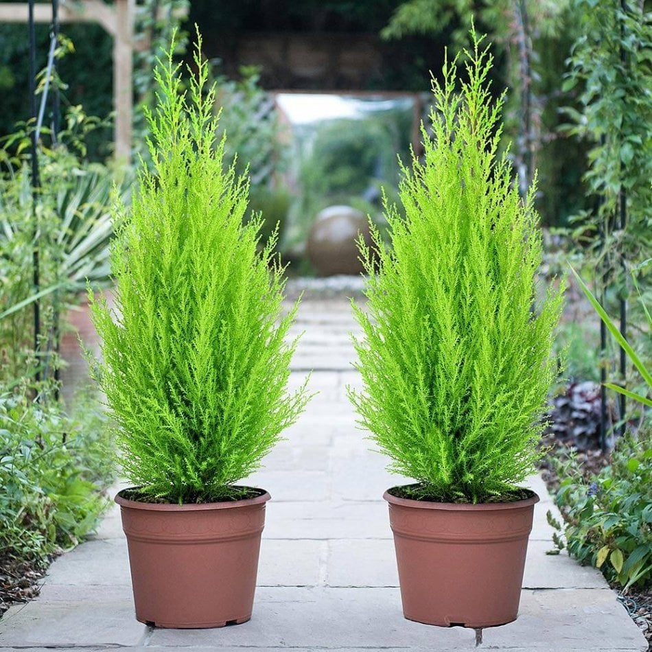 Limoni Servi (Cupressus Macrocarpa) Fidanı (50 adet 20-40 cm)