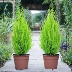 Tüplü Limoni Servi (Cupressus Macrocarpa) Fidanı(100 adet 20-40 cm)