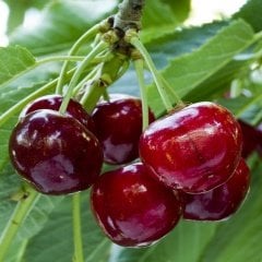 Tüplü Yarı Bodur Meşhur Kütahya Vişne Fidanı