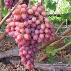 Tüplü Yüksek Aromalı Siirt Tayfi Üzüm Fidanı