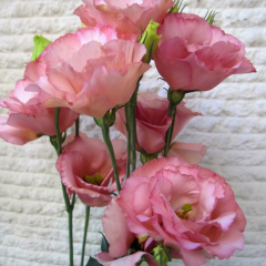 Katmerli Papillon Pink Blush Lisianthus Çiçeği Tohumu(5 tohum)