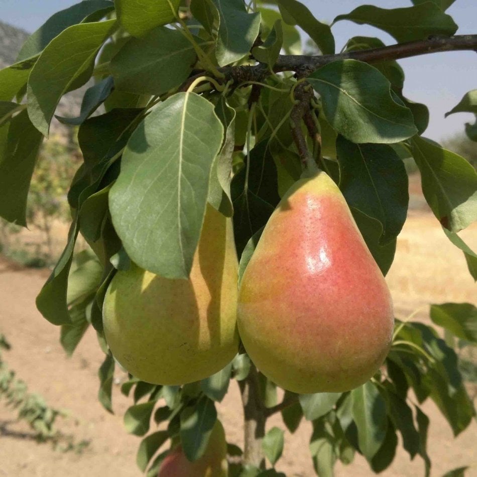 Tüplü Tam Bodur Kokulu Etruşka Armut Fidanı