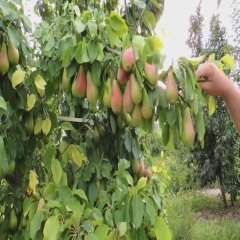 Tüplü Tam Bodur Yüksek Verimli Haziran Güzeli Armut Fidanı