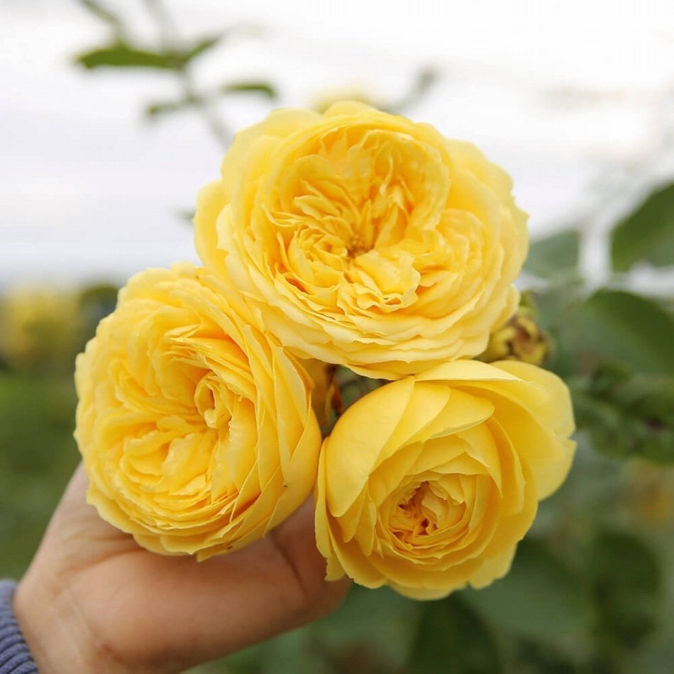 Tüplü Yediveren Lemon Pompon Gül Fidanı