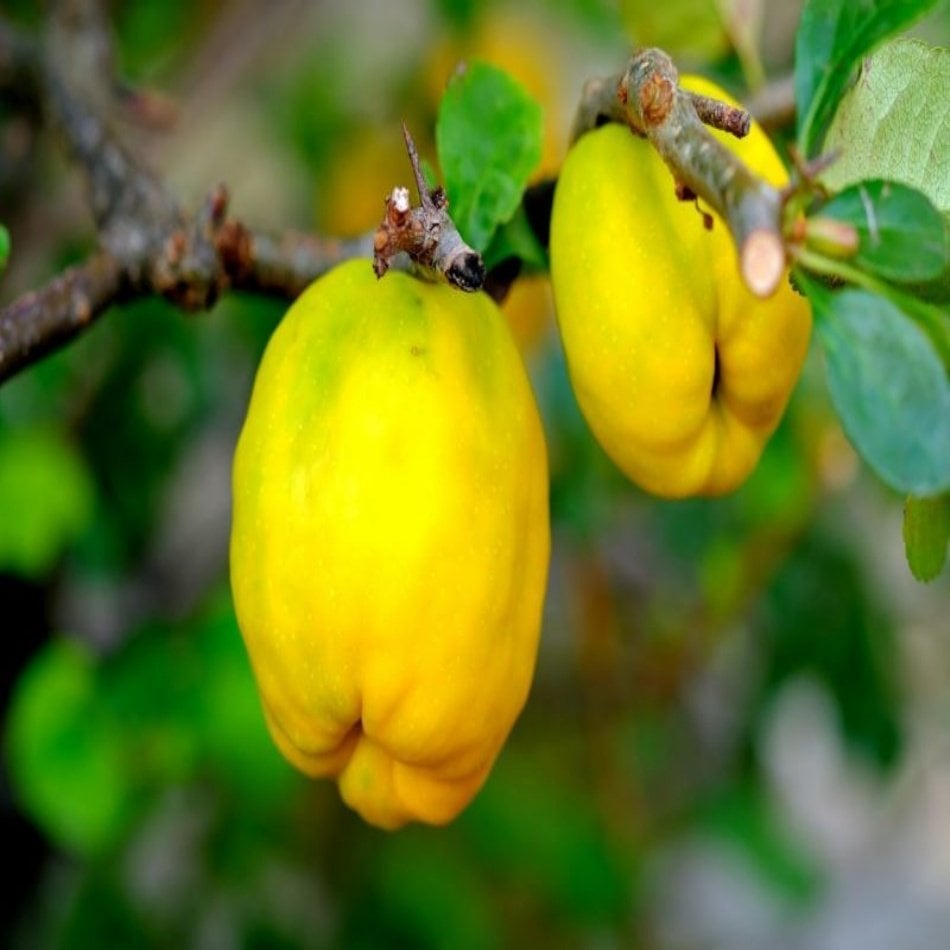 Tüplü Tam Bodur Mayhoş Limon Ayva Fidanı