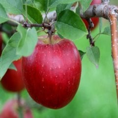 Tüplü Tam Bodur Mayhoş Vista Bella Elma Fidanı