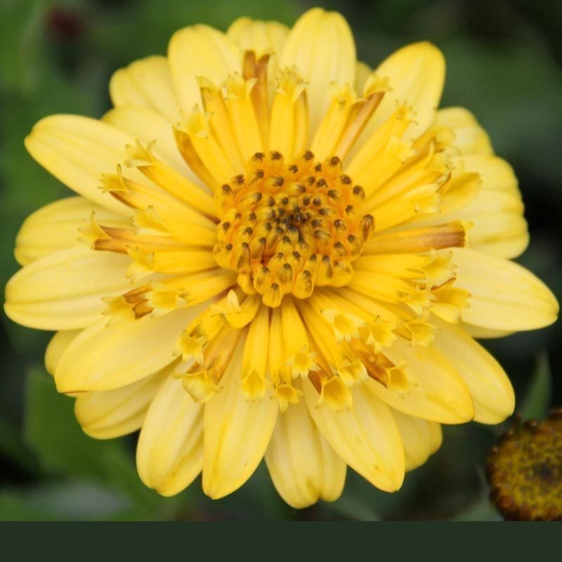 Erato Yellow Sarı Katmerli Bodrum Papatyası Çiçeği Fidesi (3 adet)